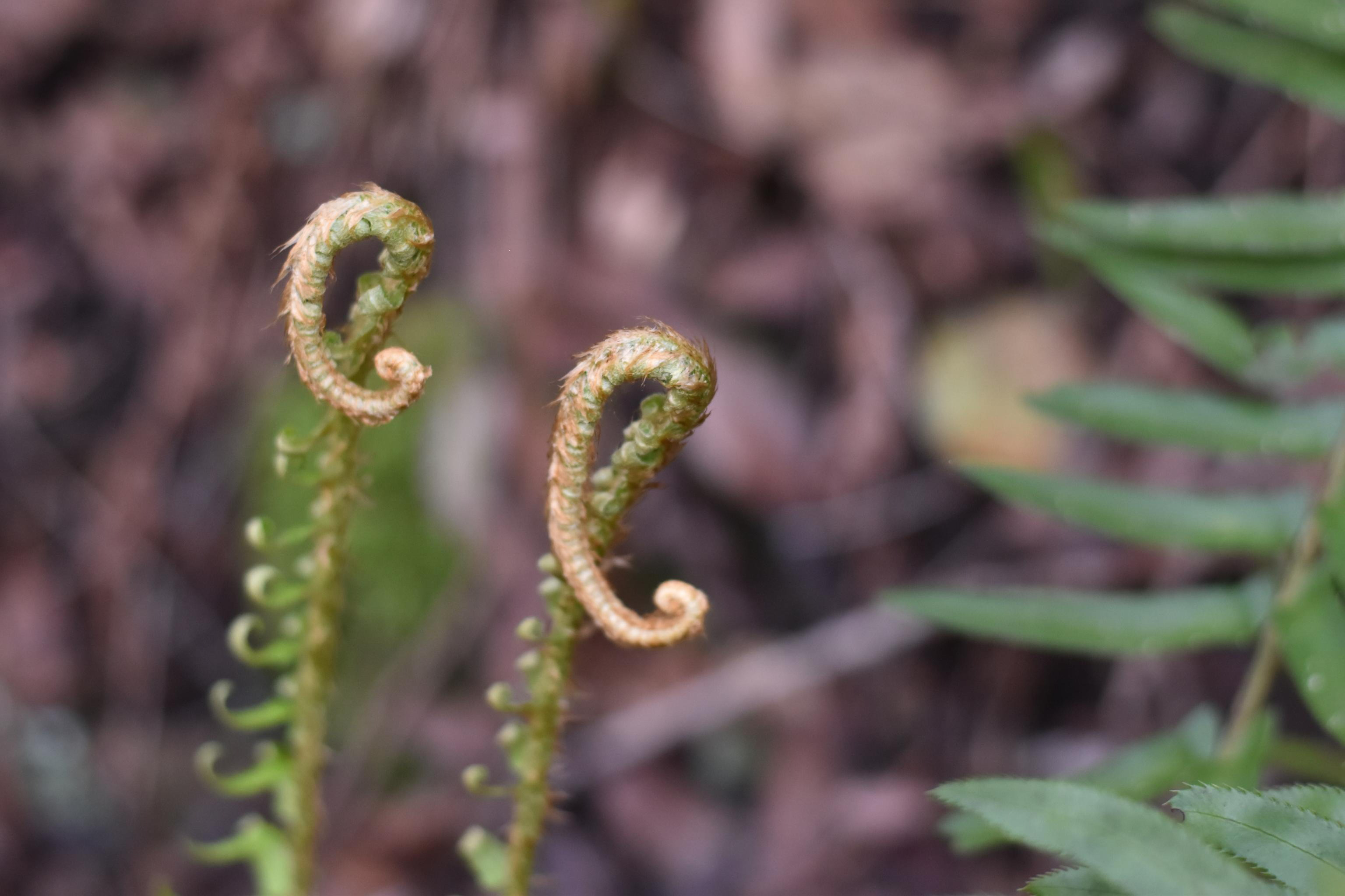 fern curls